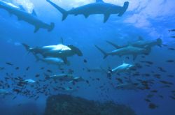 Schooling Hammerheads.
Wolf Island, Galapagos 
Sea and ... by Lois Haesler 